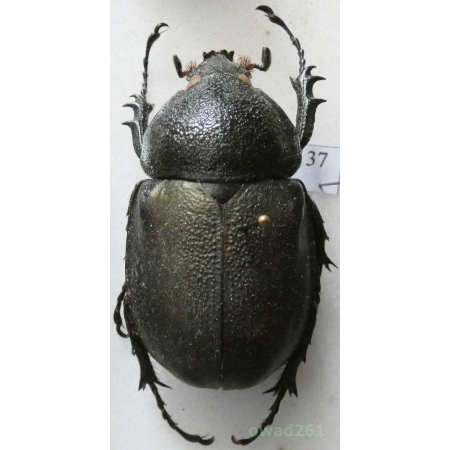 Chalcosoma atlas (Linnaeus, 1758) female Indonesia, Sulawesi +50mm37